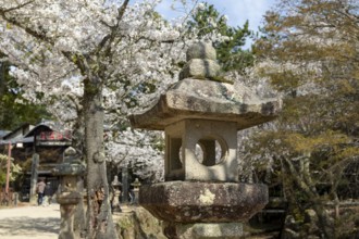 Toro, Japanese stone lanterns and blossoming church trees, Sakura, sight, tourist attraction,