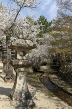 Toro, Japanese stone lanterns and blossoming church trees, Sakura, sight, tourist attraction,