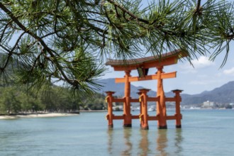 Torii in the water, sight, tourist attraction, UNESCO World Heritage Site, Itsukushima Shrine,