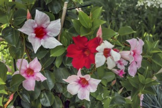 Mandevilla sp. - Rocktrumpet, Dornbirn, Vorarlberg, Austria