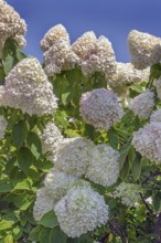 Panicle hydrangea (Hydrangea paniculata), Dornbirn, Vorarlberg, Austria