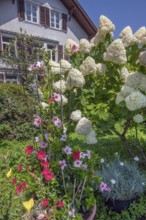 Garden with panicle hydrangea (Hydrangea paniculata), and Mandevilla sp. - Rocktrumpet, Dornbirn,