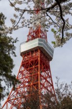 Sightseeing, tourist attraction, Tokyo Tower and first cherry blossoms on a tree, Sakura in Shiba