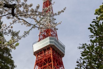 Sightseeing, tourist attraction, Tokyo Tower and first cherry blossoms on a tree, Sakura in Shiba
