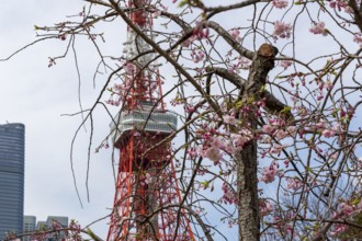 Sightseeing, tourist attraction, Tokyo Tower and first cherry blossoms on a tree, Sakura in Shiba