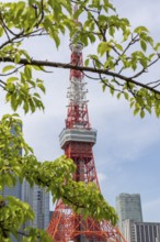 Landmark, tourist attraction, branches with green leaves and Tokyo Tower, Minato City, Tokyo, Japan
