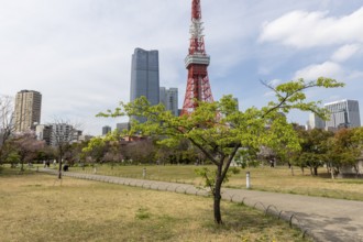 Landmark, tourist attraction, tree with green leaves in spring and Tokyo Tower, Shiba Park,