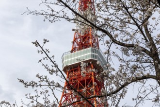 Sightseeing, tourist attraction, Tokyo Tower and first cherry blossoms on a tree, Sakura in Shiba