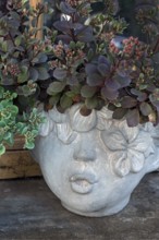 Sedum, Crassulaceae, German trivial names are stonecrop and stonecrop in flowerpot with face,