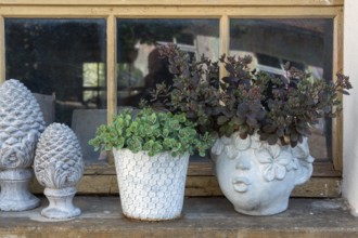 Sedum, thick-leaved plants (Crassulaceae), German trivial names are wall pepper and stonecrop in