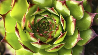 Detailed succulent with green and red leaves in rosette form, Niederhollabrunn Weinviertel Austria