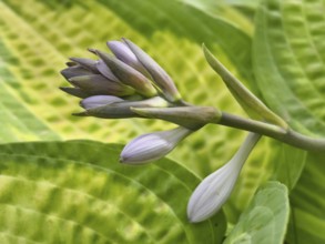 Close-up of a purple bud surrounded by green leaves with distinctive patterns, Niederhollabrunn