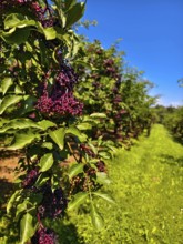Lush elderberry bushes against a clear blue sky in a rural setting, Niederhollabrunn Weinviertel