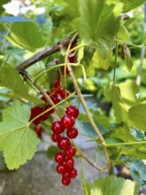 Red currant, currant, fruit, nutrition, food, nature, plant, plants, fruit, berry, food, healthy,