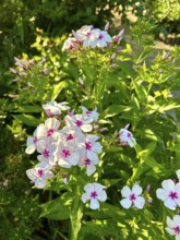 Phlox paniculata, Graf Zeppelin, pure white, blossom, blossoms, plant, plants, nature, fragrance,