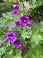Mauritanian mallow, Malva sylvestris, plant, plants, perennial, perennials, natural medicine, dark