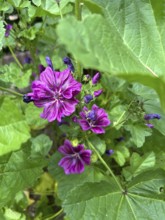 Mauritanian mallow, Malva sylvestris, plant, plants, perennial, perennials, natural medicine, dark