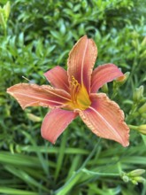 Daylily, hemerocallis, daylily, daylily family, plant, plants, flower, flowers, garden, garden