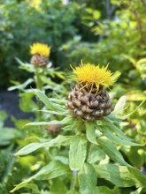 Giant knapweed, Centaurea macrocephala, perennial, yellow, bloom, blooms, blooming, garden,