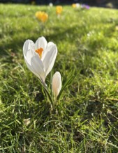Crocus, blossom, flower, plant, plants, crocuses, crocus, ornamental plant, spring, spring