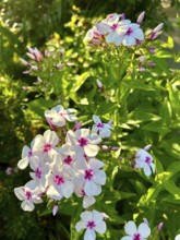 Phlox paniculata, Graf Zeppelin, pure white, blossom, blossoms, plant, plants, nature, fragrance,