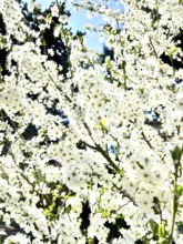 Mirabelle plum blossom, blossom, blossoming, blossoming, plant, umbel-like, spring, fruit, white,