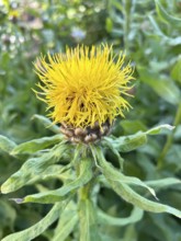 Giant knapweed, Centaurea macrocephala, perennial, perennials, yellow, yellow, flower, flowers,