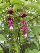 Leycesteria formosa, caramel berry, shrub, honeysuckle plant, red berries, fruit decoration,