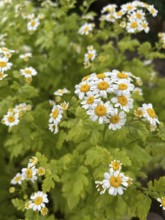 Feverfew, Tanacetum parthenium, plant, plants garden, nature, meadow flower, blooming, blossom,