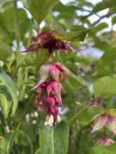 Leycesteria formosa, caramel berry, shrub, honeysuckle plant, red berries, fruit decoration,