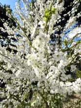 Mirabelle plum blossom, blossom, blossoming, blossoming, plant, umbel-like, spring, fruit, white,