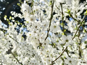 Mirabelle plum blossom, blossom, blossoming, blossoming, plant, umbel-like, spring, fruit, white,