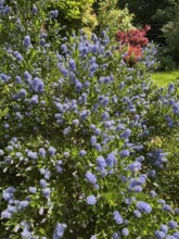 Ceanothus thyrsiflorus, Ceanothus impressus Victoria, flowers, blossom, blue flowers, blossoming,