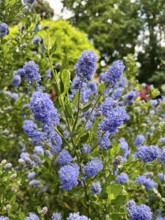 Ceanothus thyrsiflorus, Ceanothus impressus Victoria, flowers, blossom, blue flowers, blossoming,