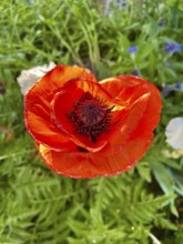 Poppy, poppy, poppy blossom, poppy flower, poppy plant, plant, plants, blossom, blossoms,
