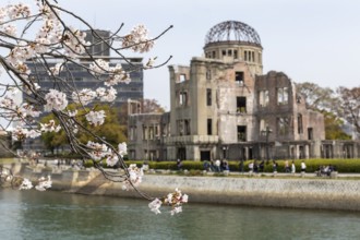 Blossoming cherry tree, Sakura, behind it the ruins of the Atomic Bomb Dome, landmark, UNESCO World