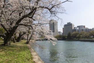 Blossoming cherry trees, Sakura, on the banks of the Motoyasu River, Hiroshima, Japan