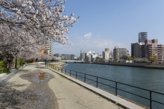 Blossoming cherry trees, Sakura, on the banks of the Motoyasu River, Hiroshima, Japan