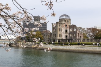 Blossoming cherry tree, Sakura, behind it the ruins of the Atomic Bomb Dome, landmark, UNESCO World