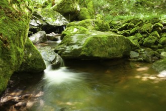 River flowing gently over rocks with moss-covered stones in a green forest setting,