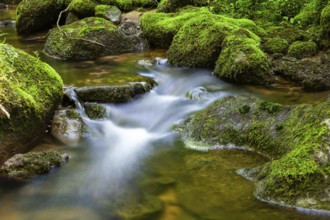 Forest scene with flowing water over mossy stones in natural surroundings, Stillensteinklamm Upper