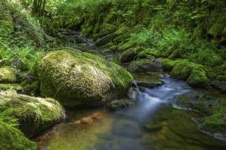 Moss-covered forest with flowing stream and stones in the greenery, Stillensteinklamm Upper Austria
