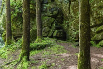 Forest area with rocks, moss-covered trees and dense vegetation, Stillensteinklamm Upper Austria