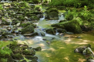 Small stream with flowing water and mossy stones in the forest, Stillensteinklamm Upper Austria
