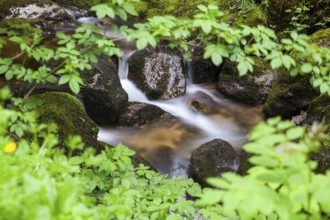 Small stream in the forest, surrounded by moss-covered stones and plants, Stillensteinklamm Upper