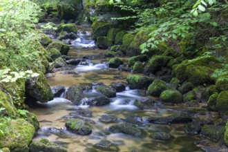 Flowing stream between moss-covered stones in green surroundings, Stillensteinklamm Upper Austria