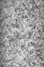 Close-up of ice crystals in an abstract, structured form, Kamptal Waldviertel Austria