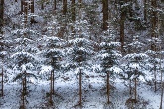 Snow-covered fir trees in a dense forest create a peaceful winter atmosphere, Kamptal Waldviertel