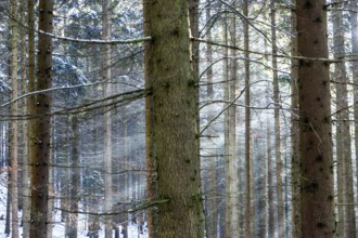 Snow-covered forest with sunbeams between the tree trunks, Kamptal Waldviertel Austria