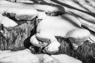 Tree stumps covered with snow, mushroom shapes and winter atmosphere, Kamptal Waldviertel Austria